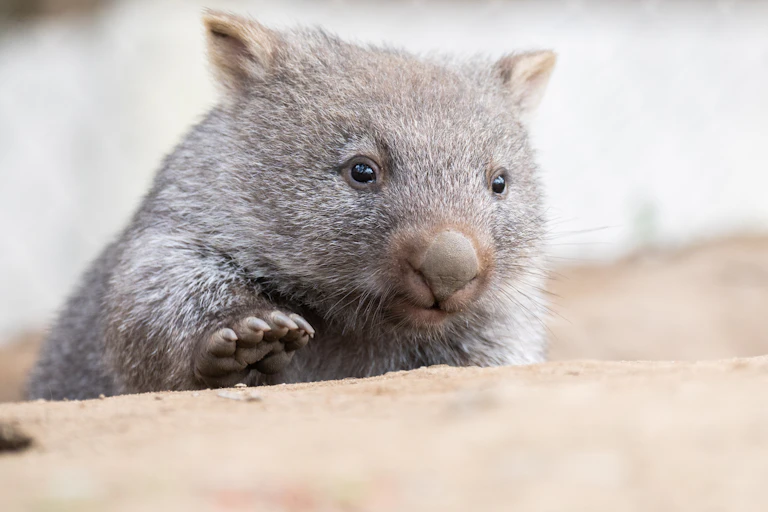 Close-up shot of young wombat showing snout and whiskers.