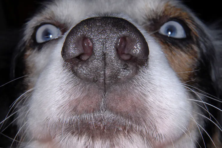 A close up of a dog's nose.