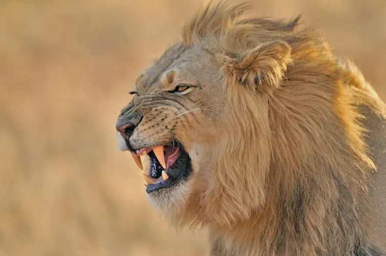 Close-up of male African lion showing the Flehmen response, which looks like a snarl.
