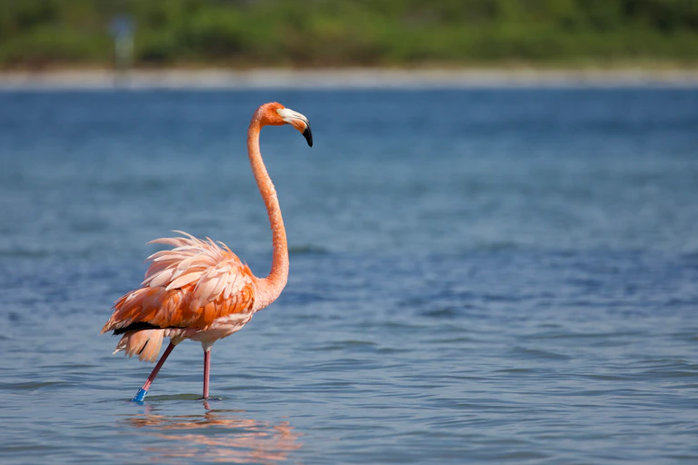 Pink flamingo standing in water
