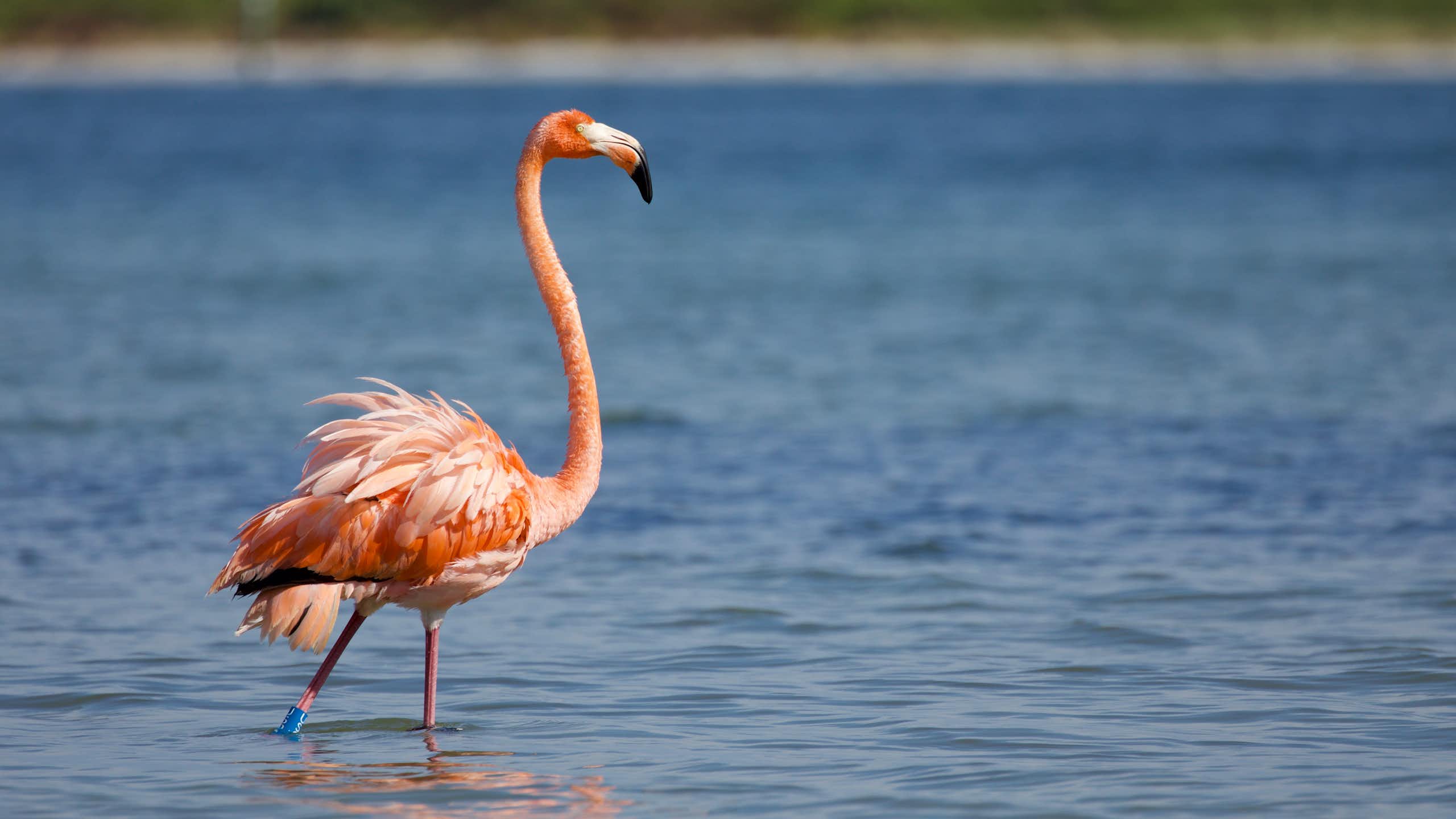 Pink flamingo standing in water