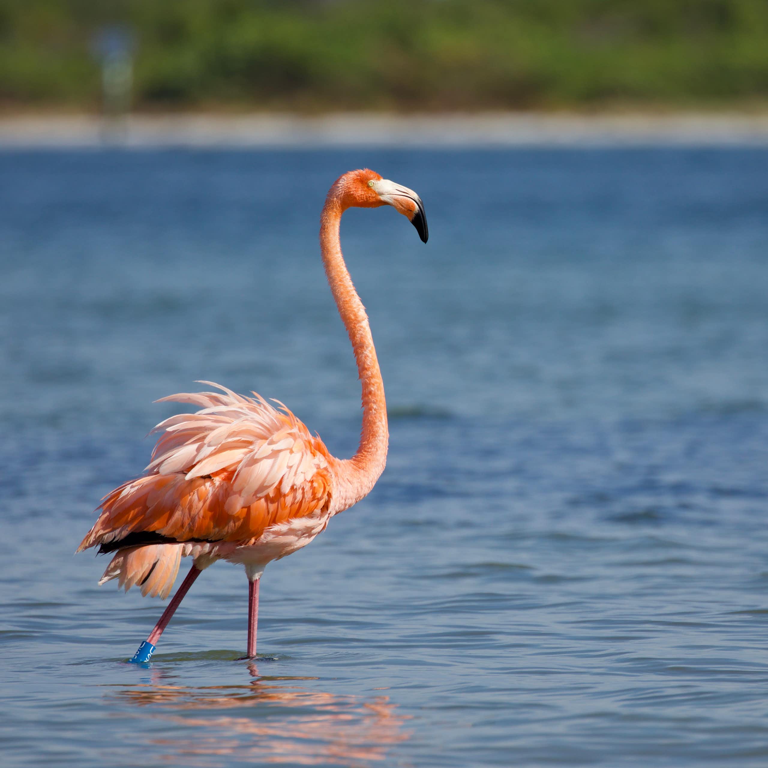 Pink flamingo standing in water