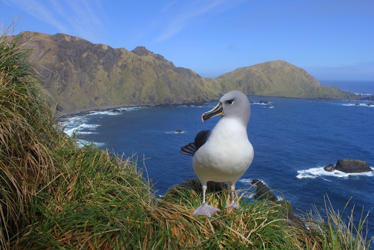 seabird sitting on nest high above bay
