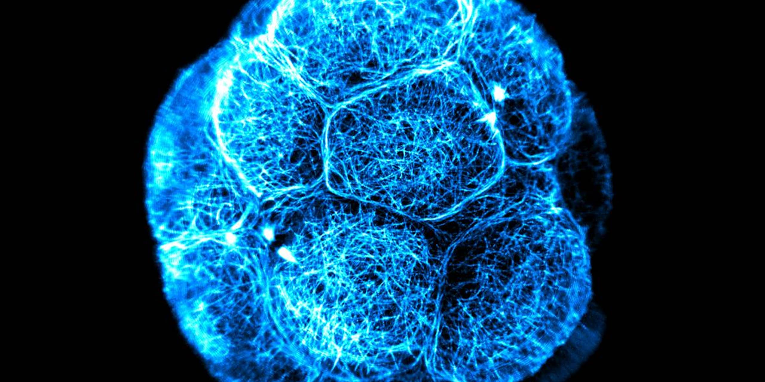 Stem cells sound magical, but they’re not all created equal. Here’s what you need to know