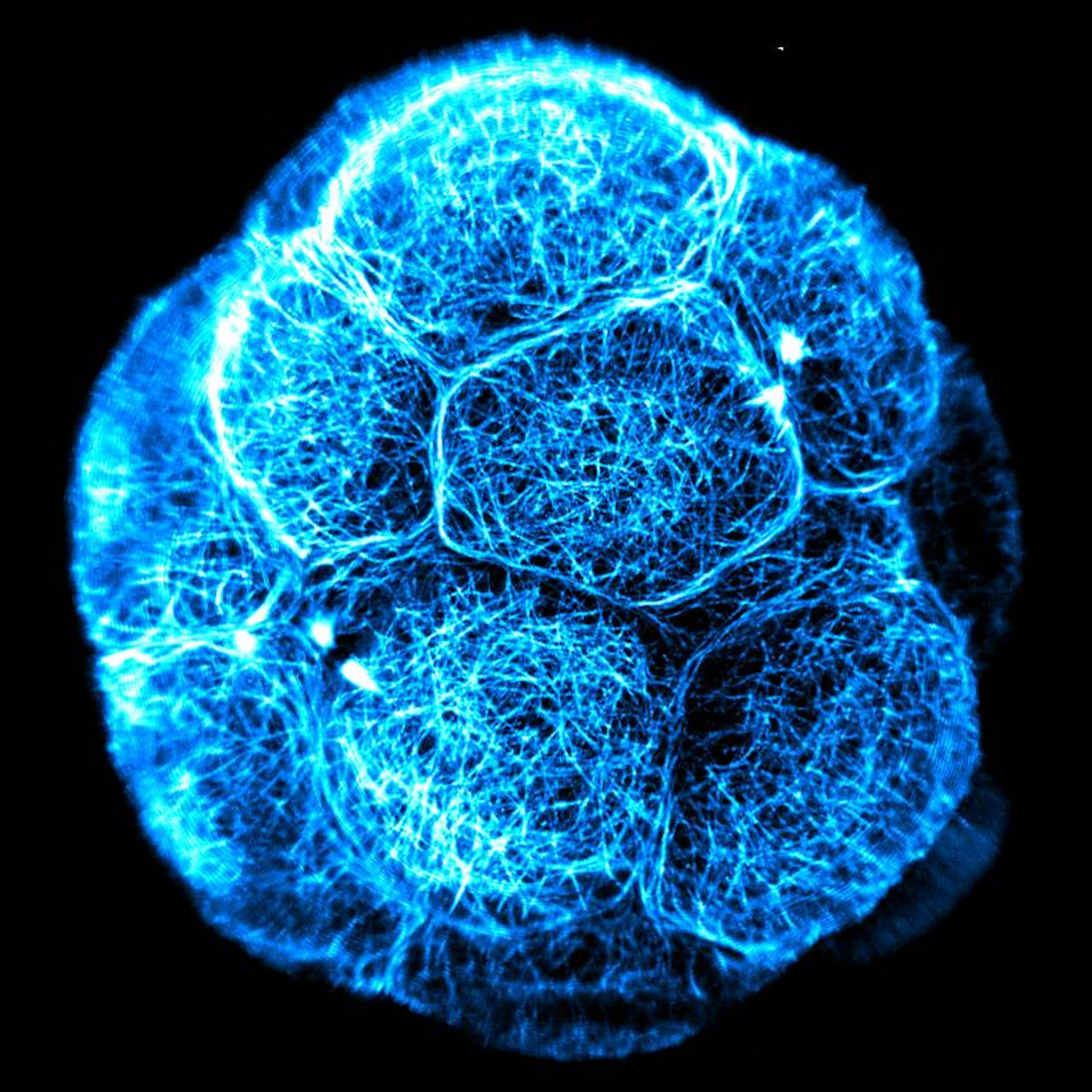 Stem cells sound magical, but they’re not all created equal. Here’s what you need to know