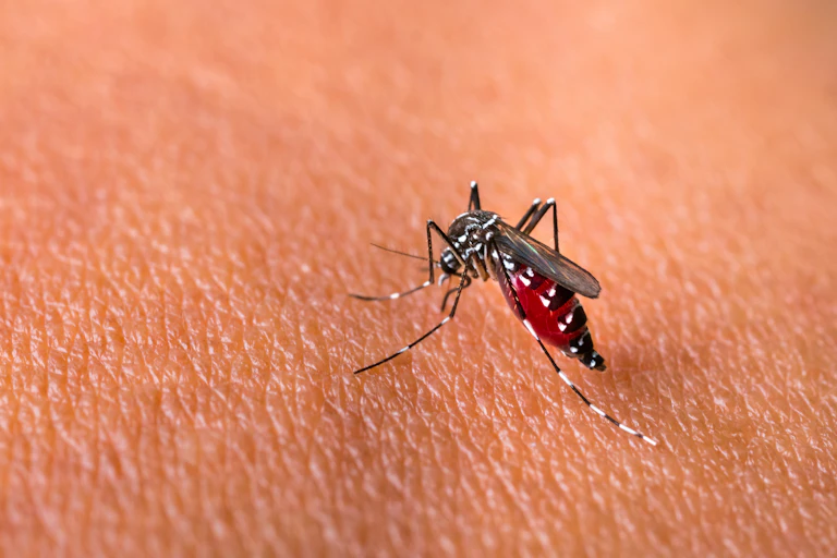 An Aedes aegypti mosquito on skin.