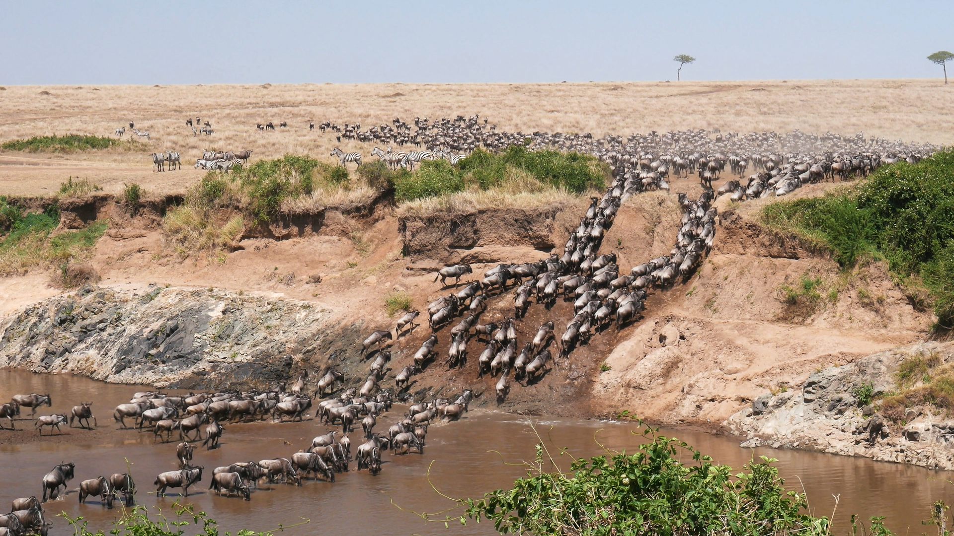 Large herd of animals crossing a river