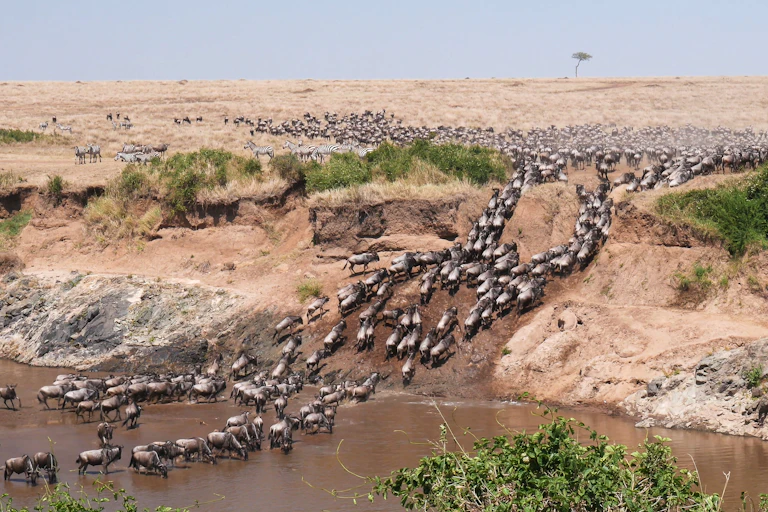 Large herd of animals crossing a river
