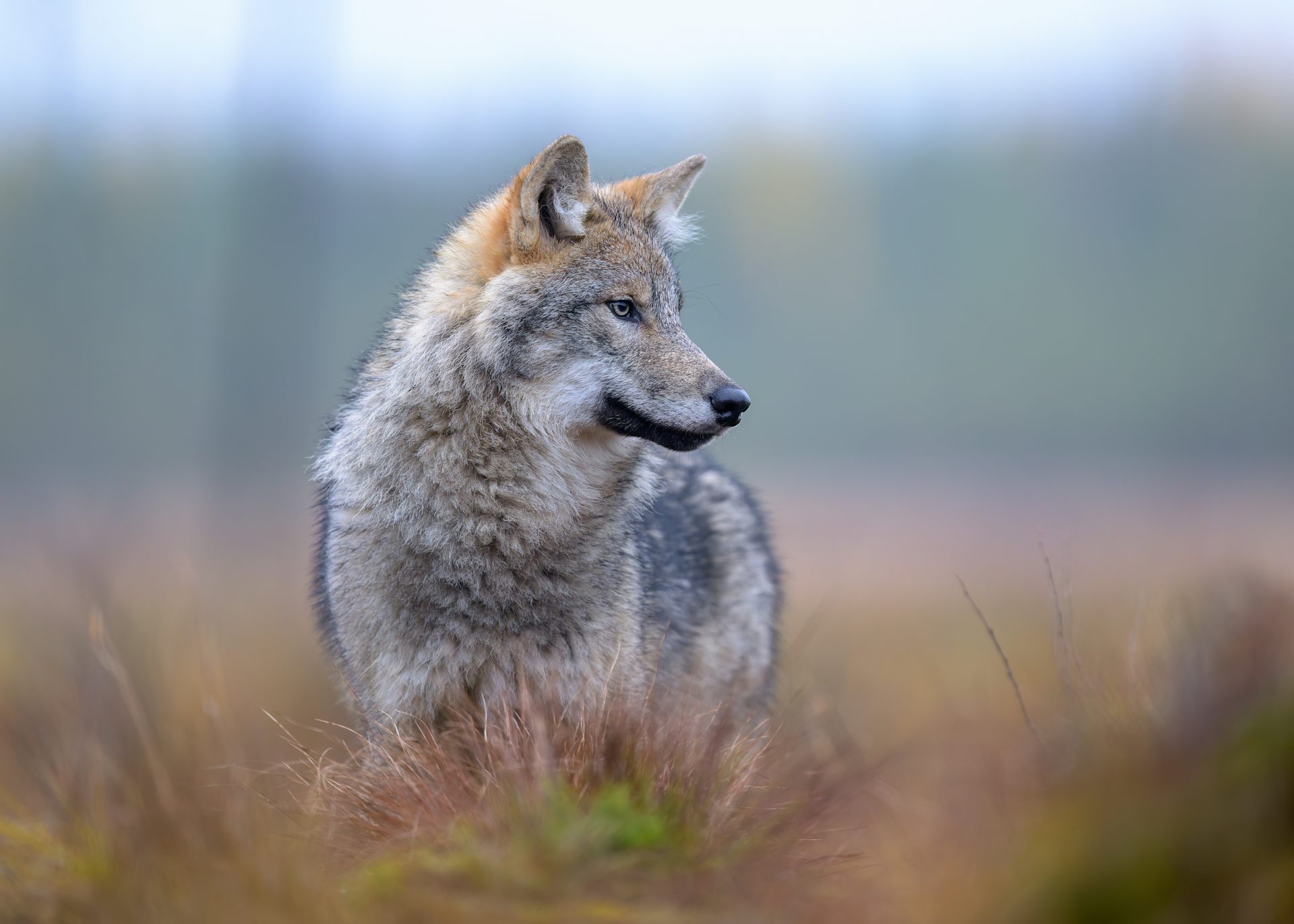 Wolves have returned to Denmark, and not everyone is happy about it