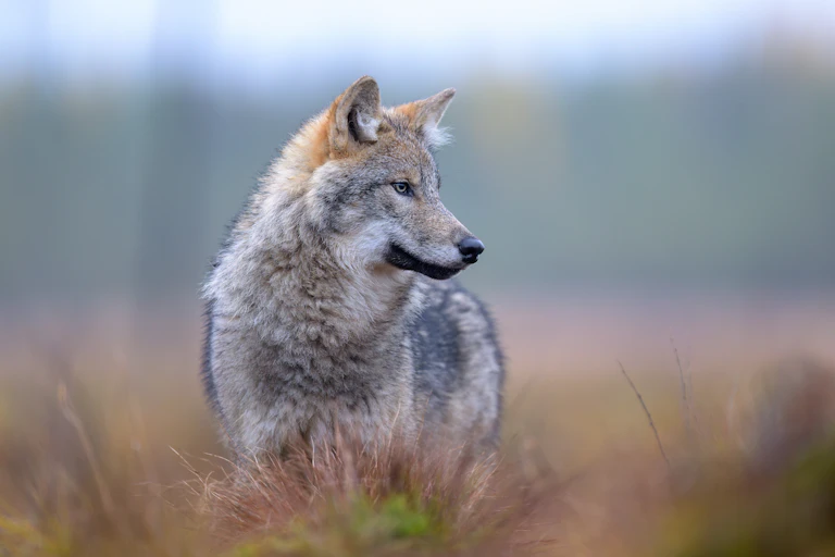 grey wolf standing, blurred background