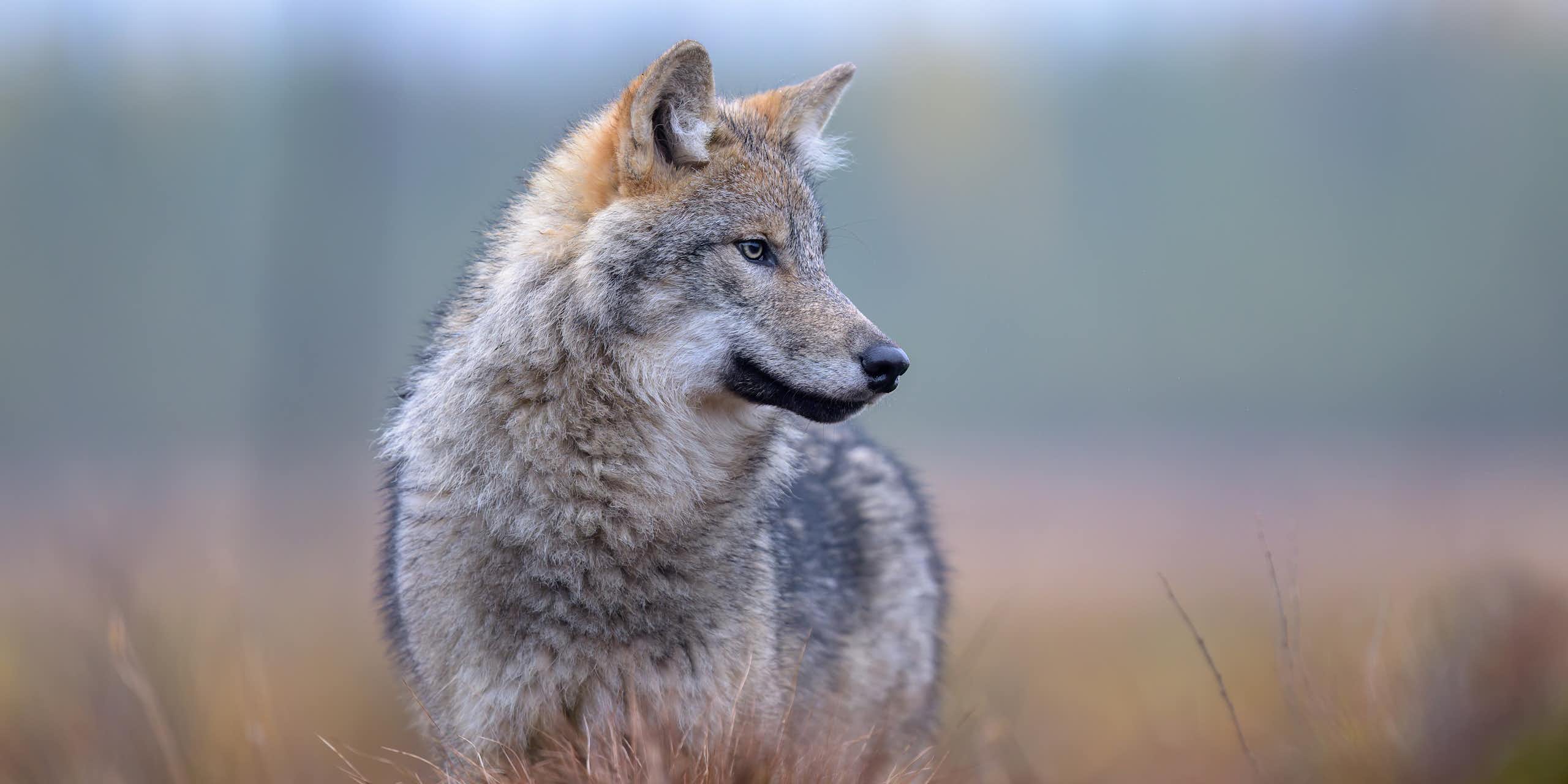 Wolves have returned to Denmark, and not everyone is happy about it