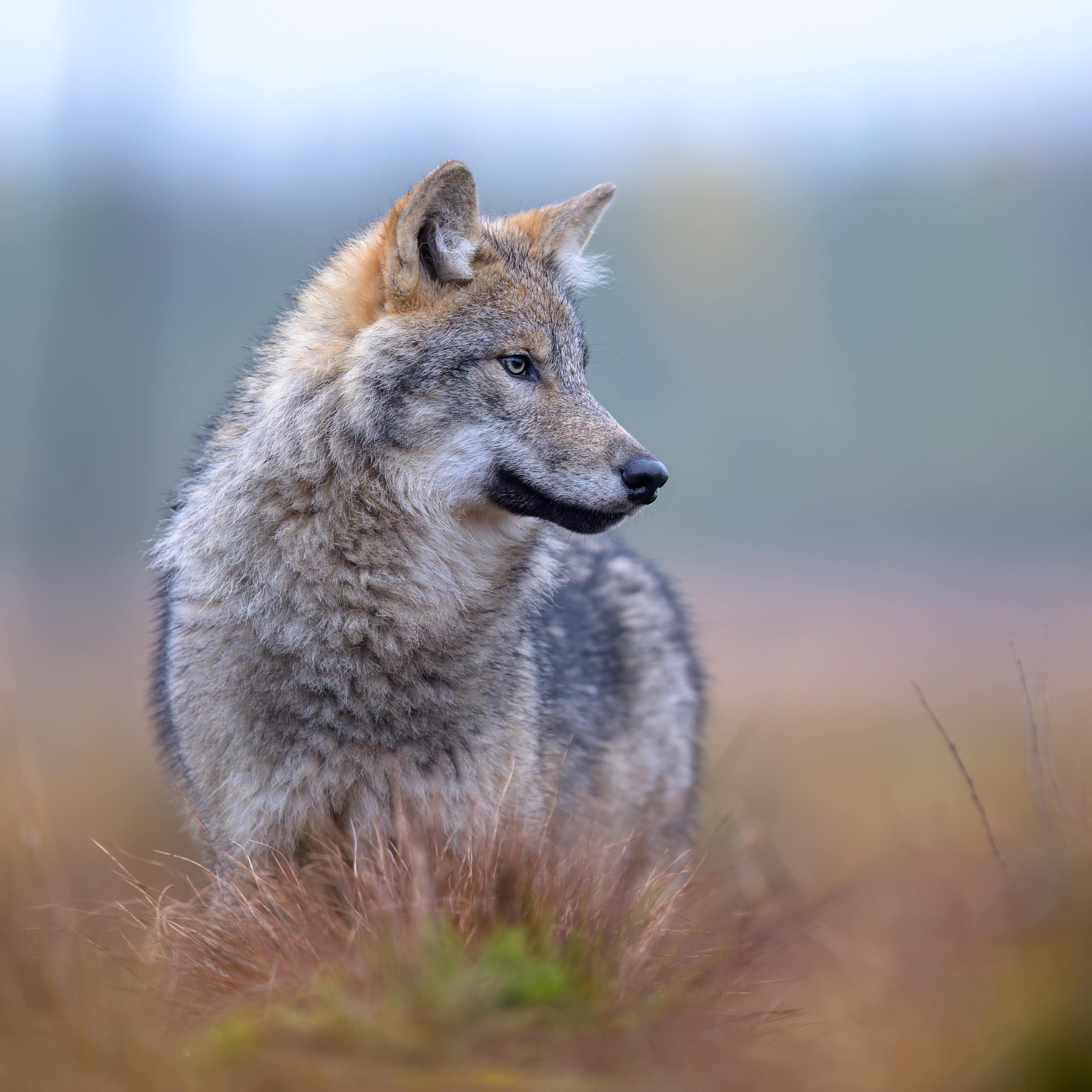 grey wolf standing, blurred background