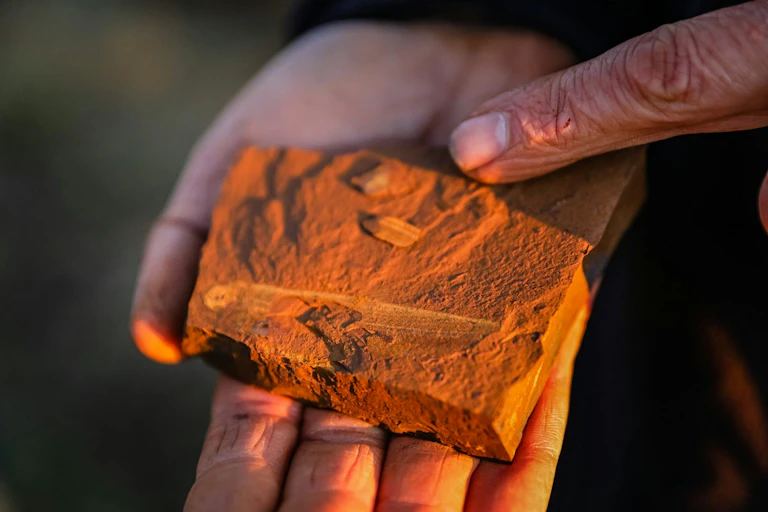 Hand holding a piece of orange-coloured rock containing an intricate fossil