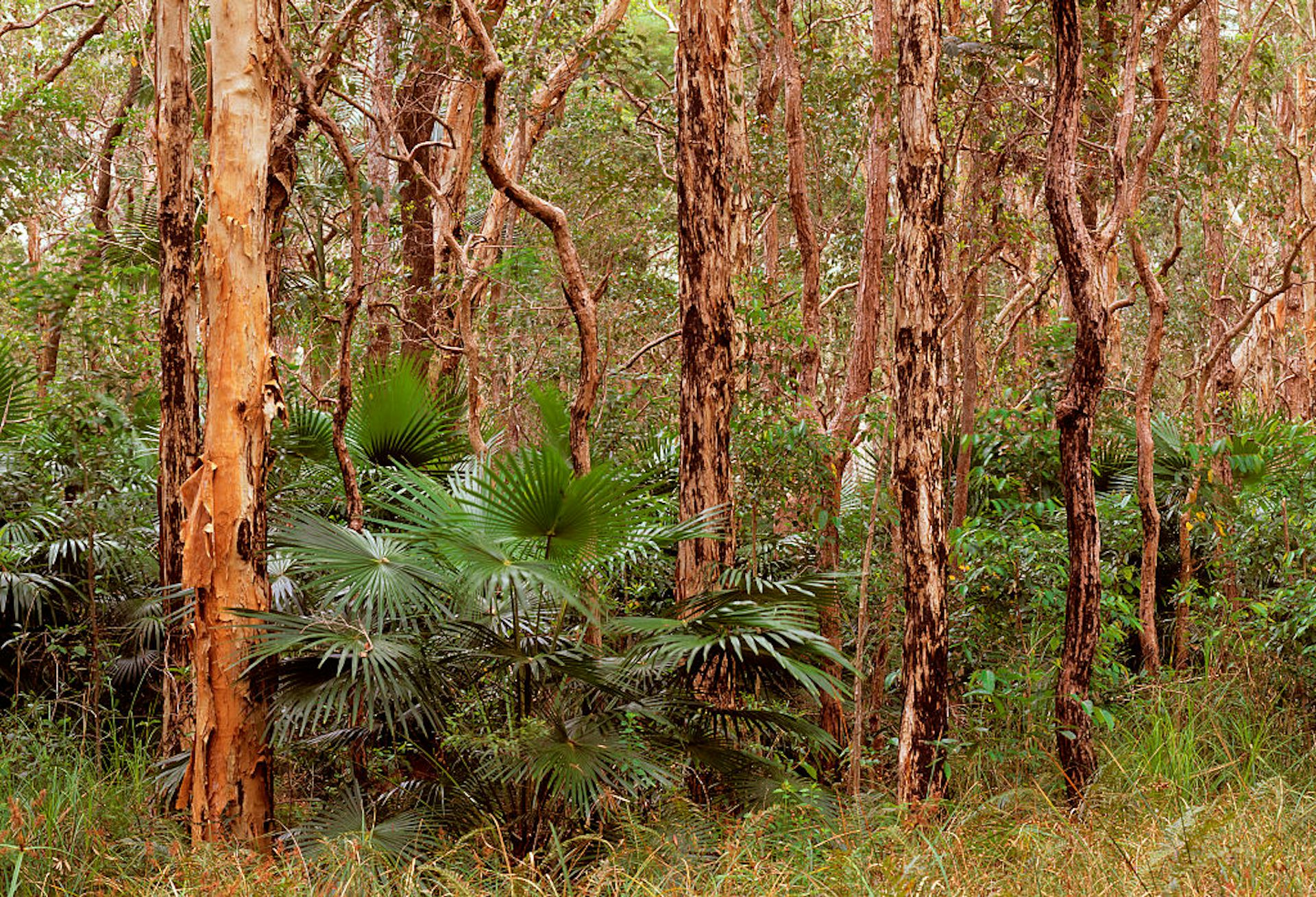 a sweet-leafed Australian native that waits 150 years to bloom