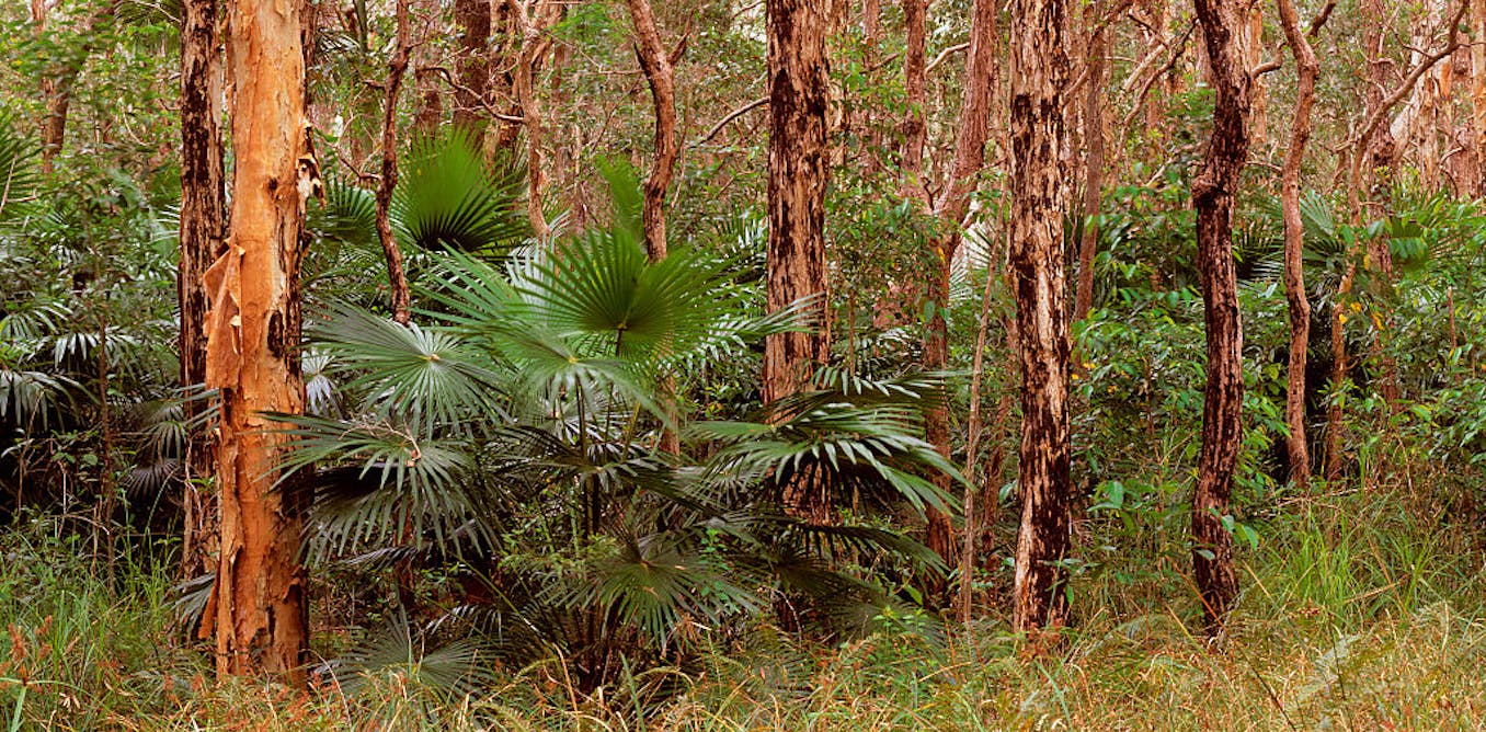 a sweet-leafed Australian native that waits 150 years to bloom a sweet-leafed Australian native that waits 150 years to bloom