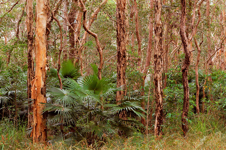 A cabbage tree palm stands in the undergrowth of a forest