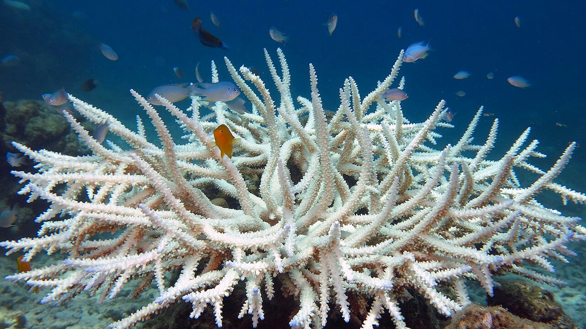 A few fish swim among branches of a white coral skeleton during a bleaching event.