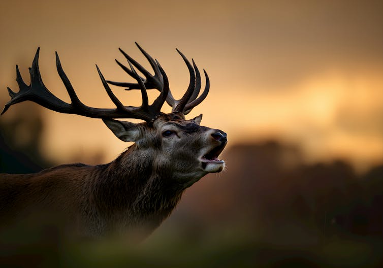 Close up of stag against sunset.