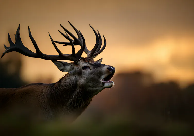 Close up of stag against sunset.