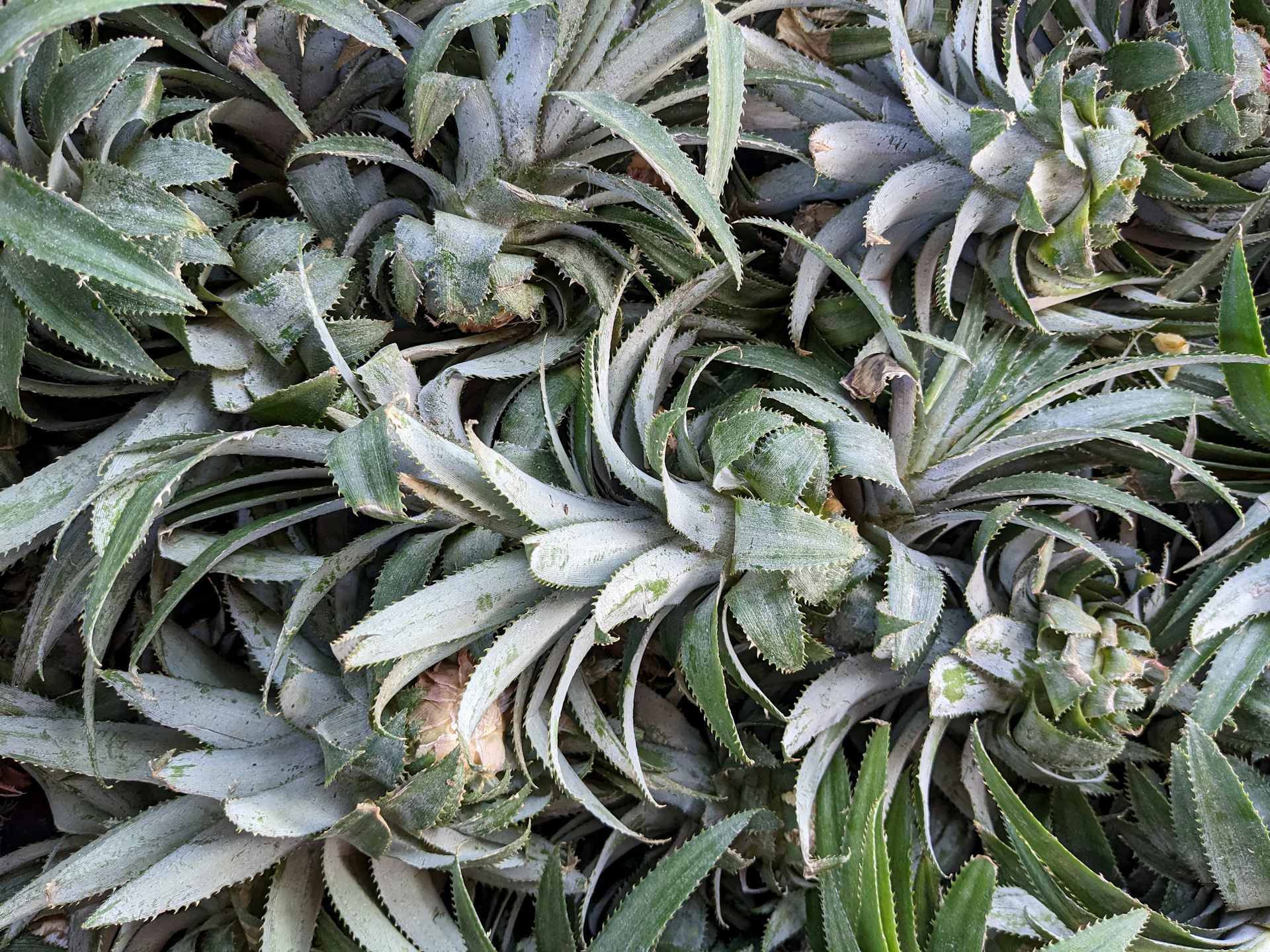 A pile of pineapple leaves lying on the ground