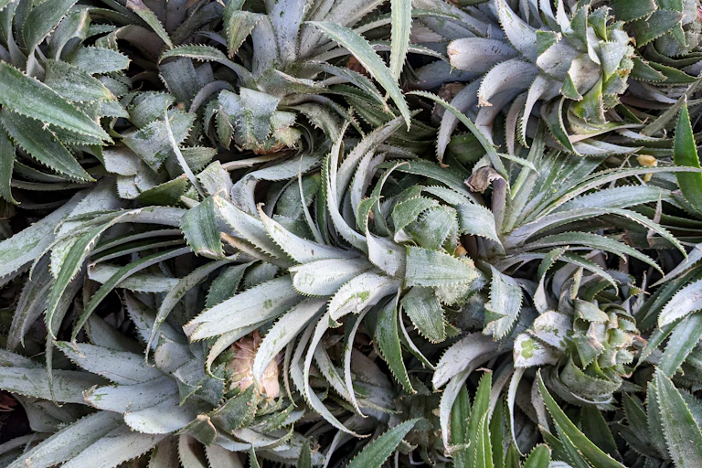 A pile of pineapple leaves lying on the ground