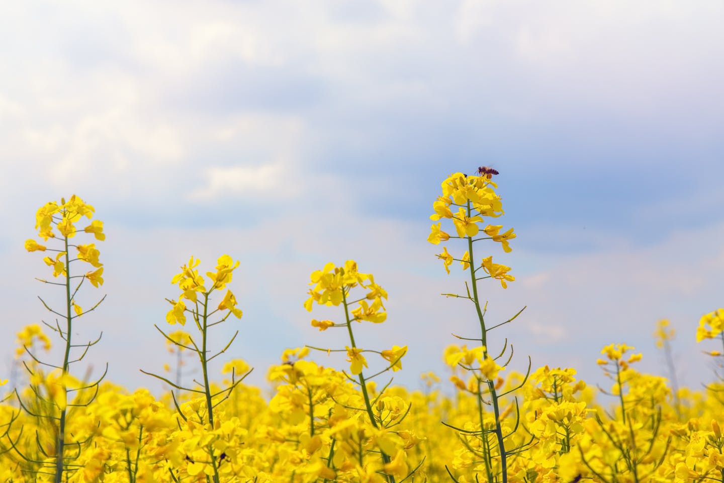 yellow rapeseed crop, bee, blue sky