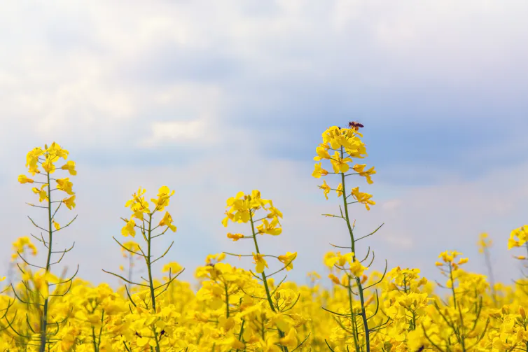 yellow rapeseed crop, bee, blue sky