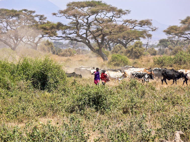 Two Maasai herders in traditional clothing with herd of cattle against dusty landscape