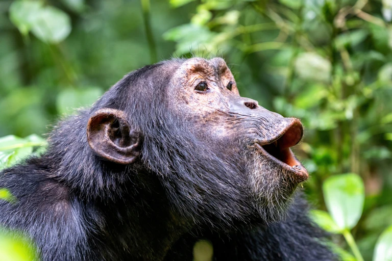 chimpanzee howling