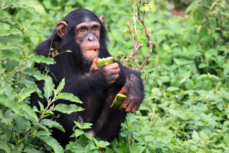 Chimp eating fruit