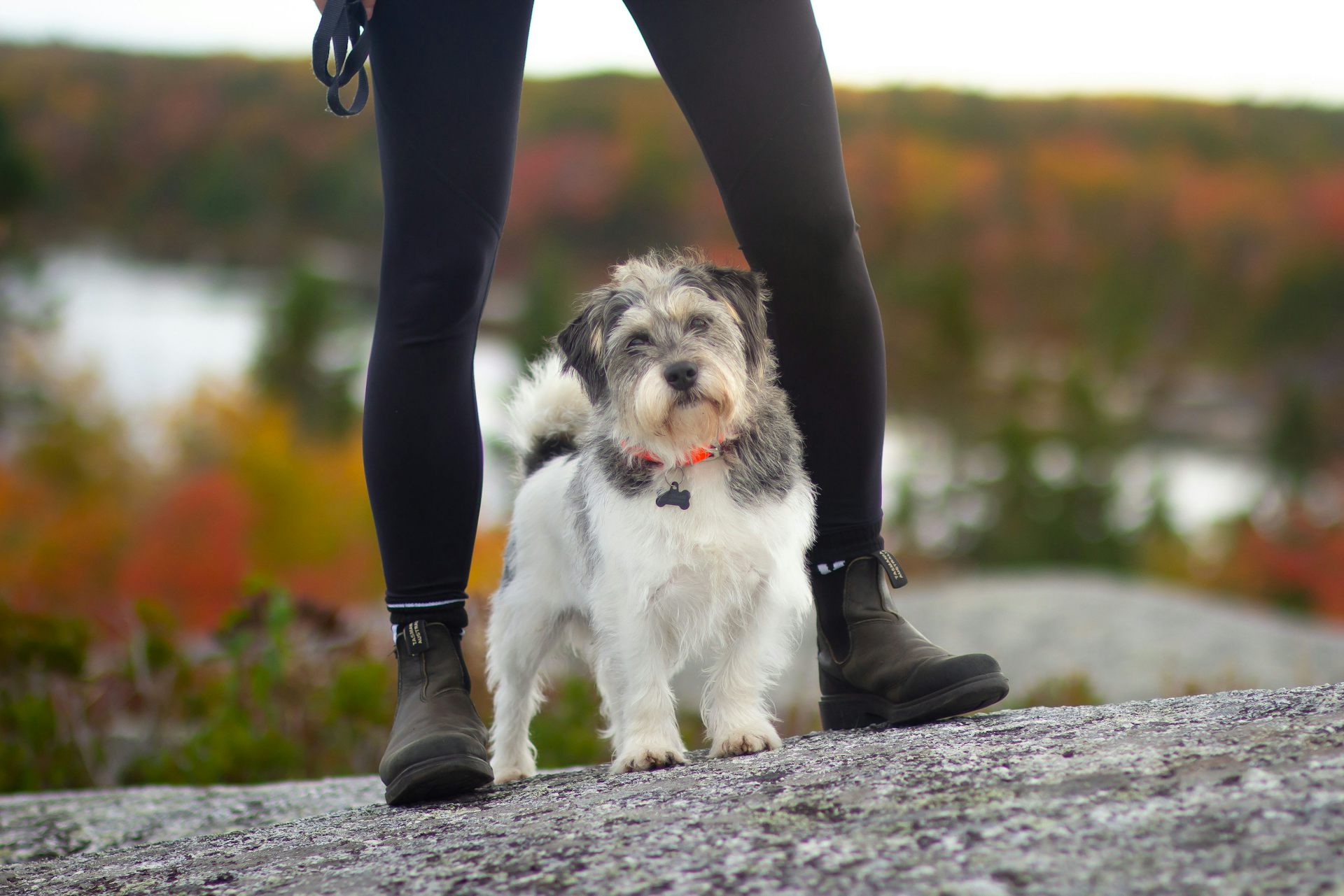 A white and grey dog standing at the feet of a woman who is out of frame