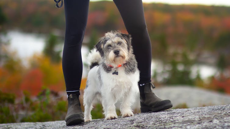 A white and grey dog standing at the feet of a woman who is out of frame