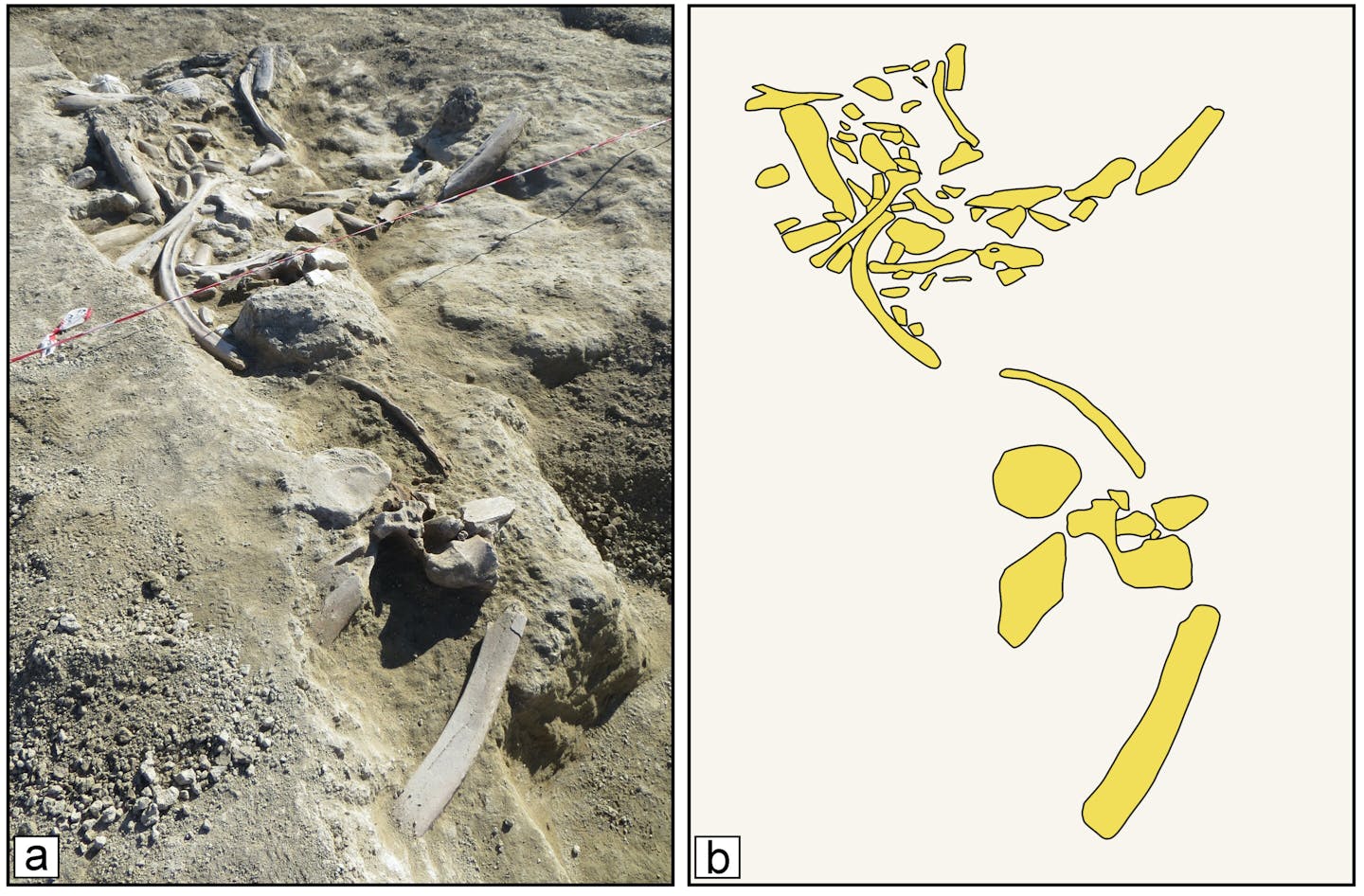 Elephant bones on site at Casal Lumbroso and a sketch of their outlines.