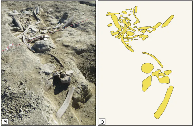Elephant bones on site at Casal Lumbroso and a sketch of their outlines.
