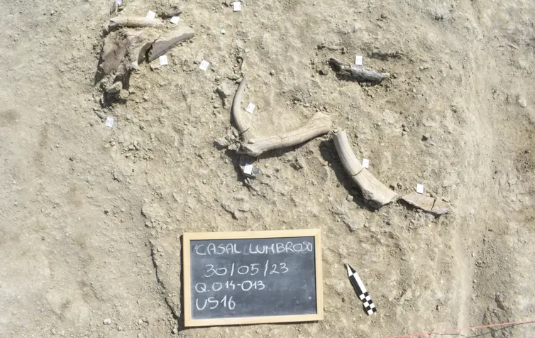 Elephant bones in the ground