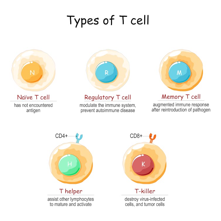 Colorful illustration of five types of T cells against a white background.