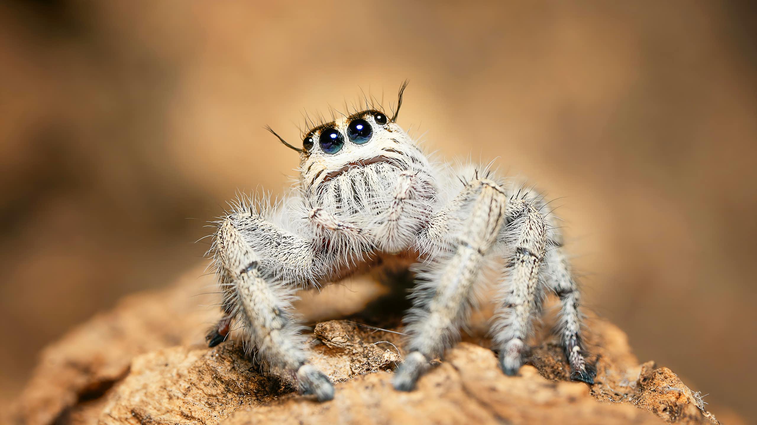 Aranha branca peluda sentada em um galho.