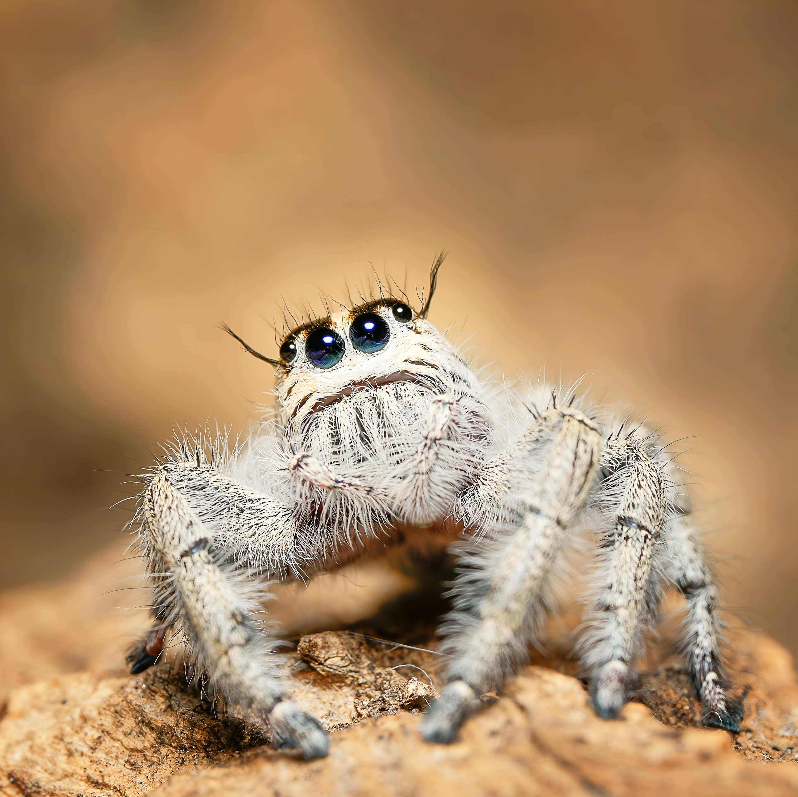Aranha branca peluda sentada em um galho.