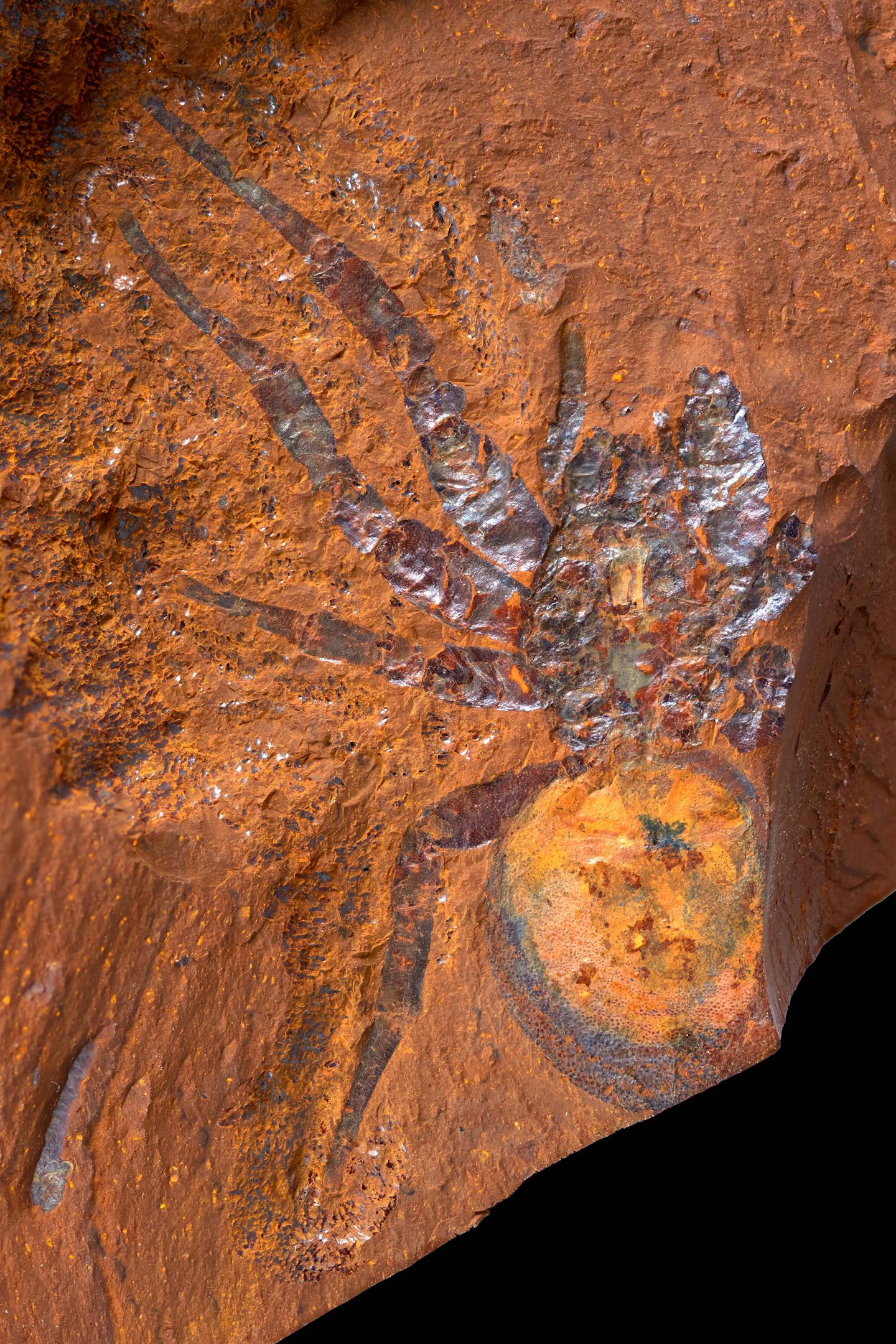 Large trapdoor spider fossil preserved on a red rock