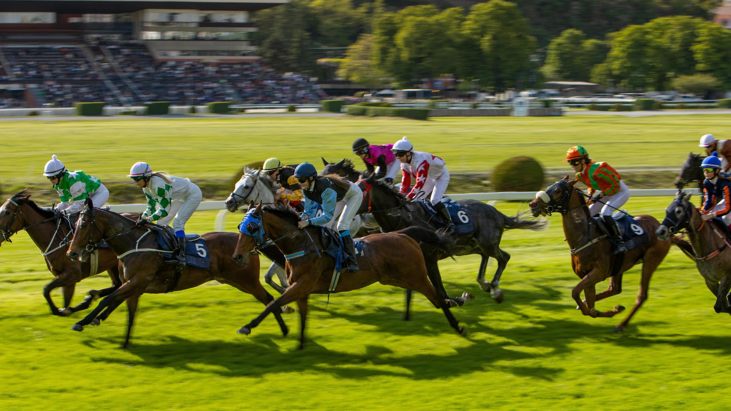 Chevaux de course en train de galoper.