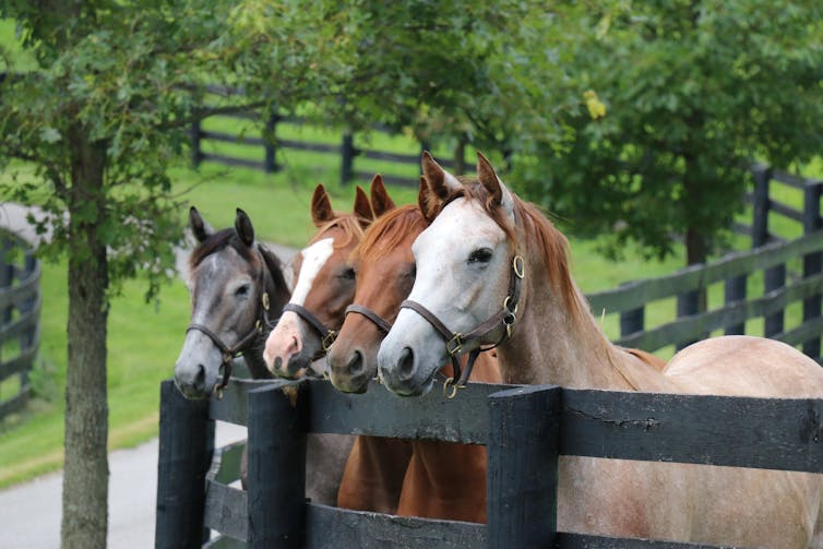 The racehorse marketplace: between pastime, economics and dwelling heritage 1 file 20251010 56 irquyt.jpg?ixlib=rb 4.1