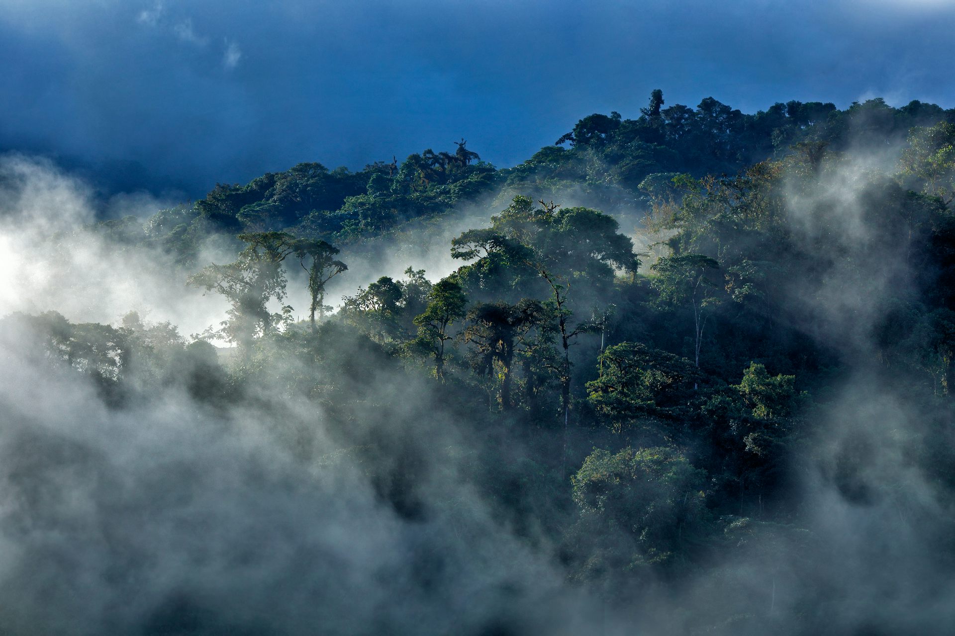 view over tree tops in cloudy forest