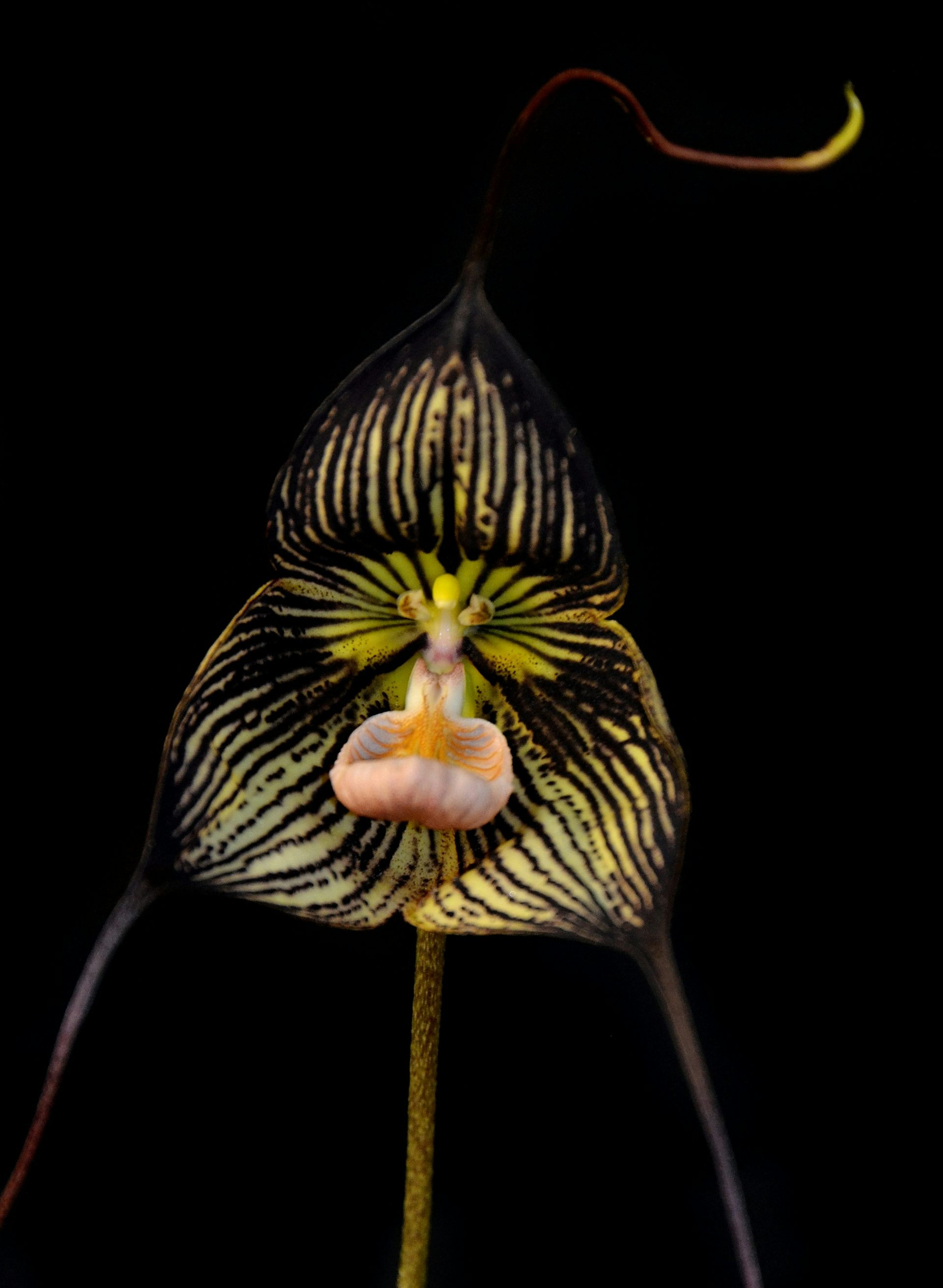black dracula orchid, black background