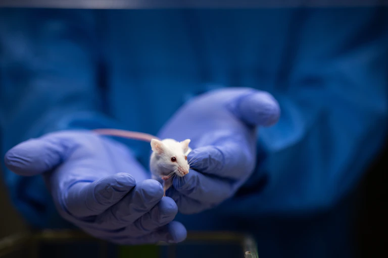 Un científico sostiene un pequeño ratón con sus guantes.