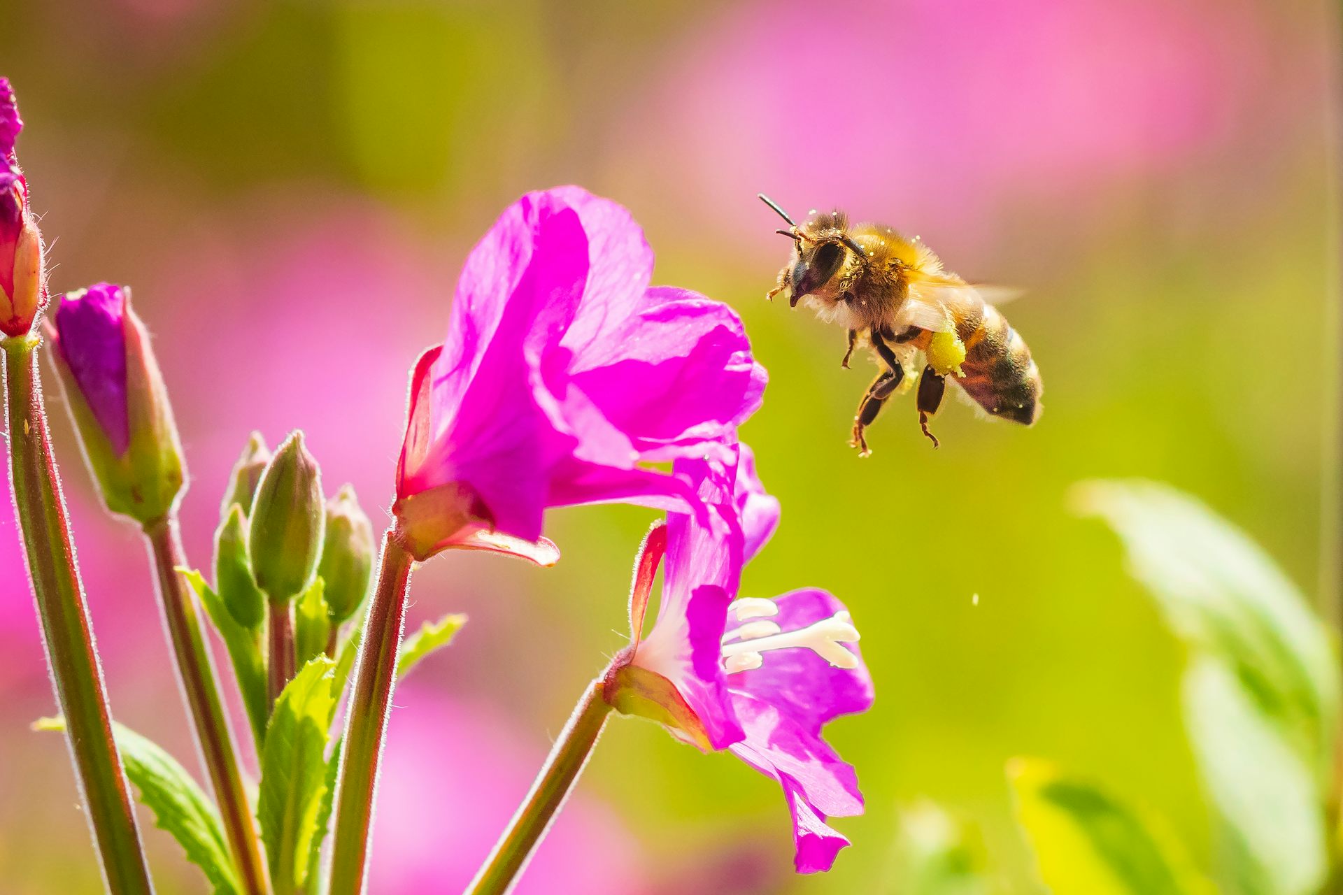Western honeybee landing on flower