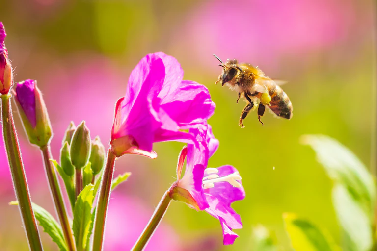 Western honeybee landing on flower