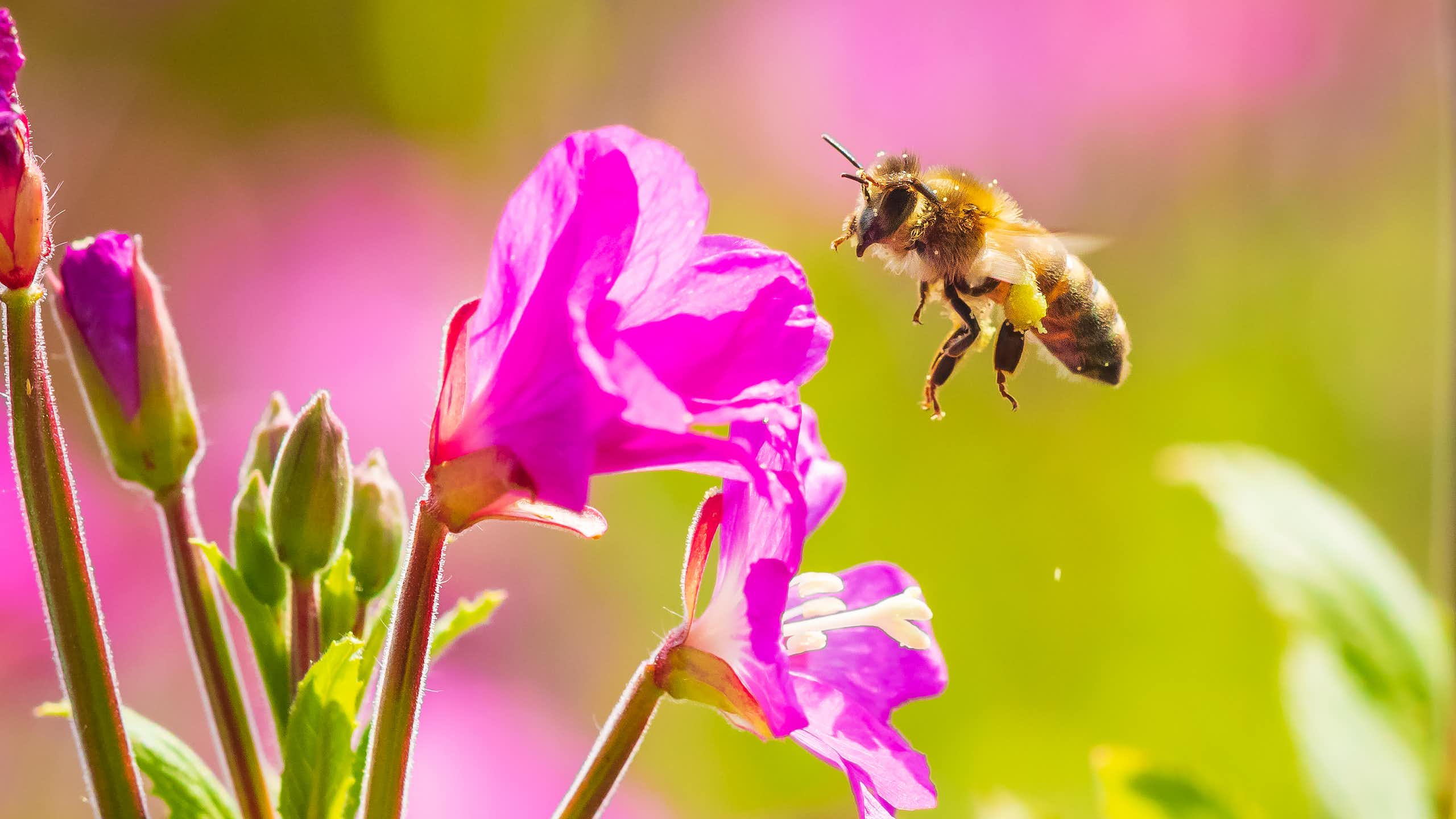 Western honeybee landing on flower