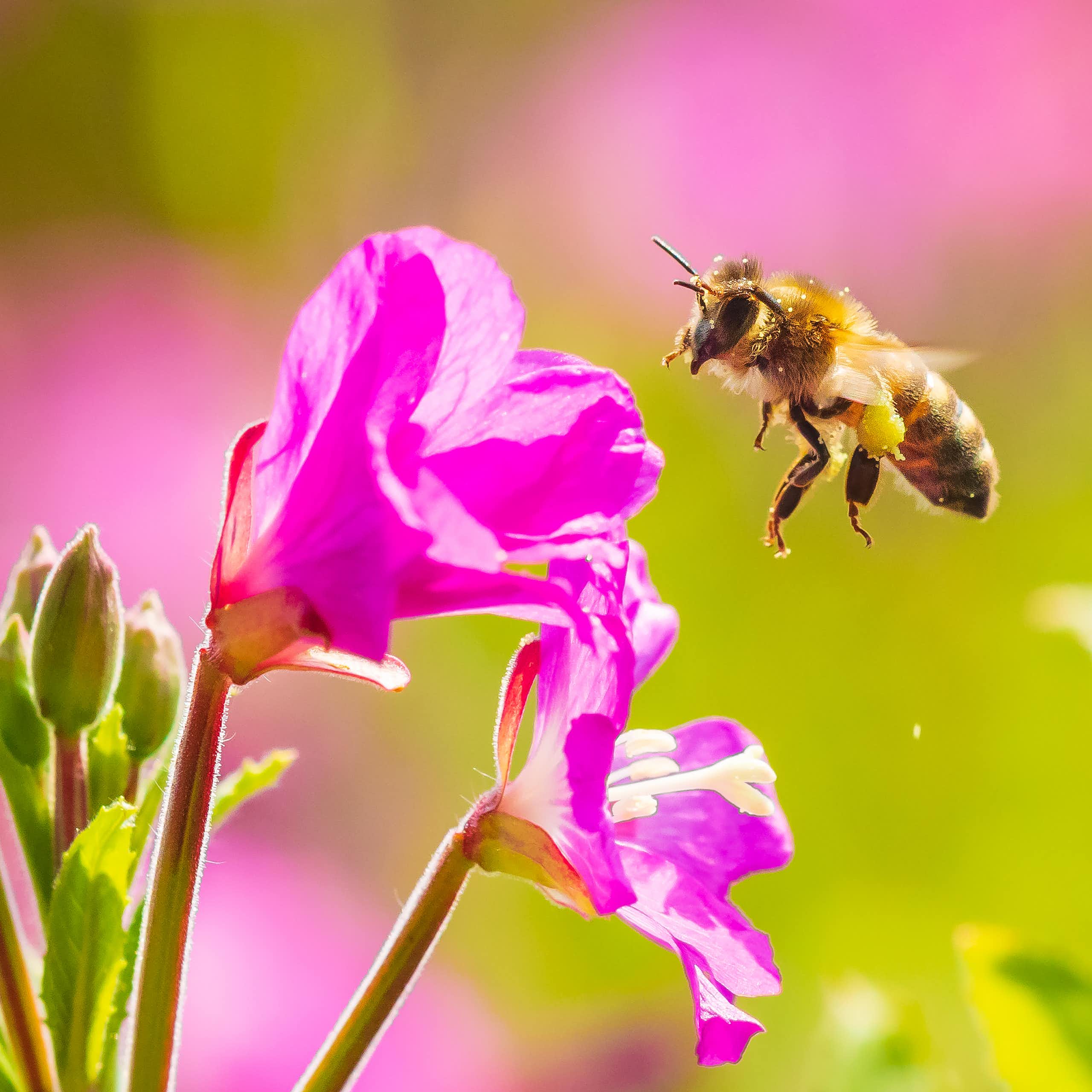 Western honeybee landing on flower