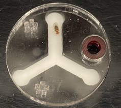 a fly is at the top of a white upside-down Y in a circular container