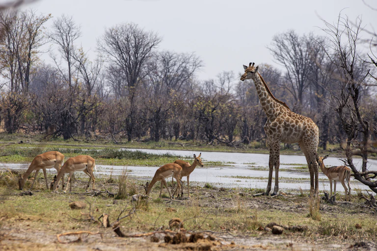 Several antelope and a giraffe stand near each other and near water and trees.